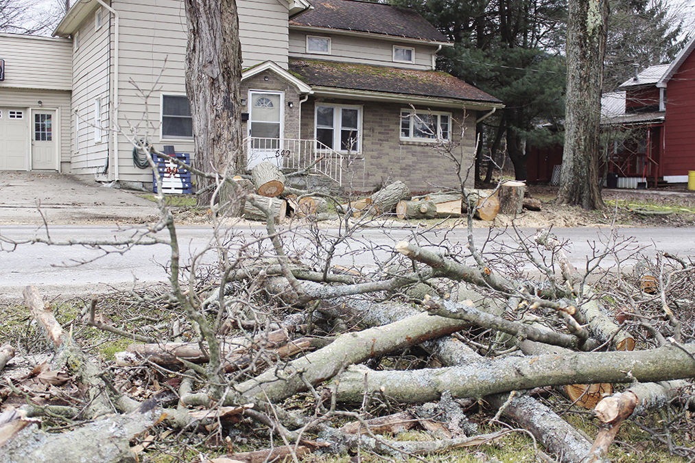 Trees down